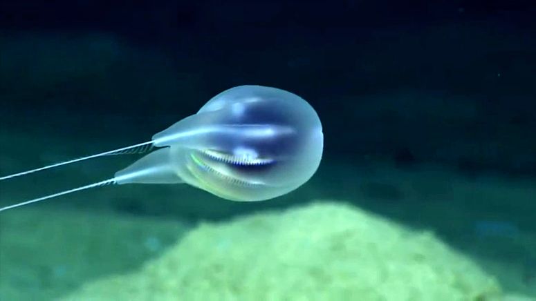 Video: Vědci objevili v hlubinách moře nový druh živočicha